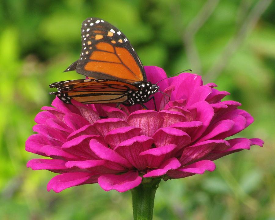 Monarch Two Photograph by Paul Lachapelle - Fine Art America