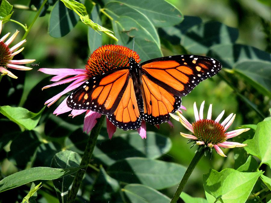 Butterfly Photograph - Monarch Visits Cone Flowers by Karen Majkrzak