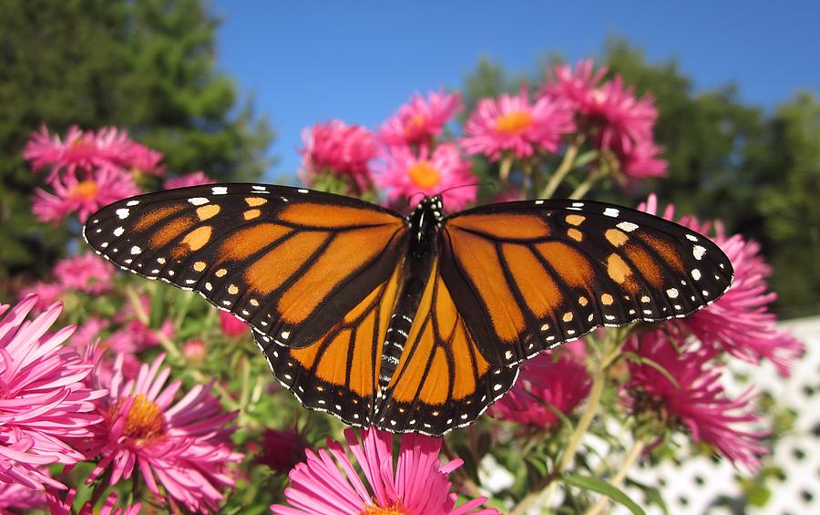 Monarch Wings Photograph by MTBobbins Photography