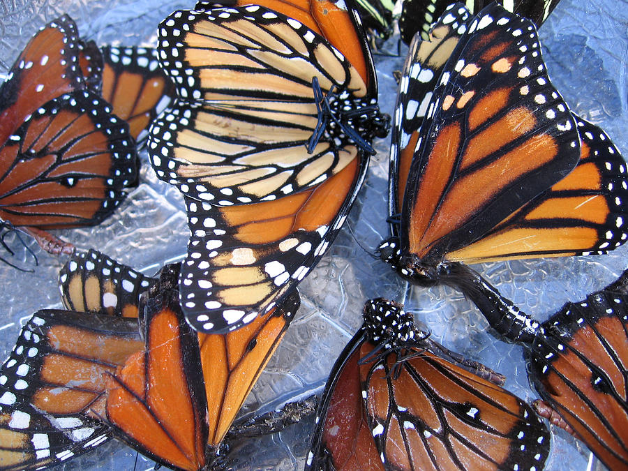 Monarch Wings Photograph by Patricia Januszkiewicz