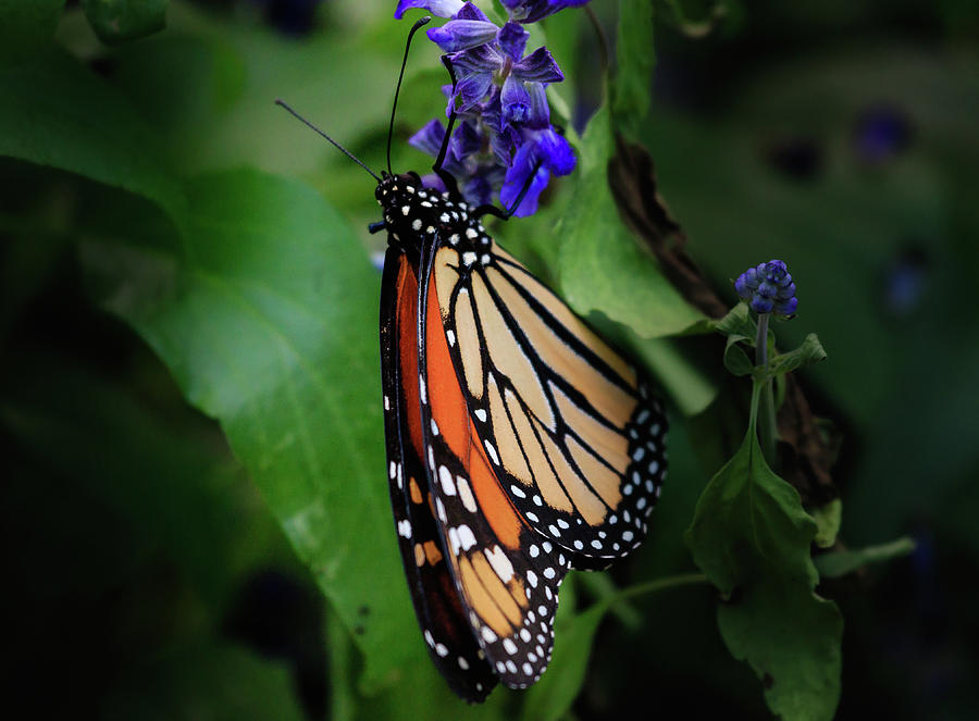 Monarch with Folded Wings on Salvia Photograph by Joni Eskridge