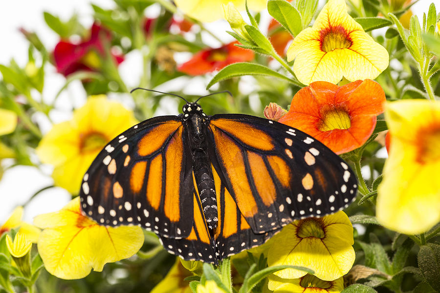 Flower Photograph - Monarch With Spread Wings by Garry Gay