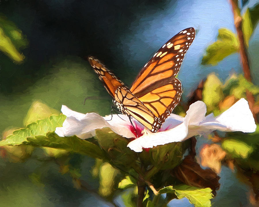 Monarch1 Photograph by John Freidenberg