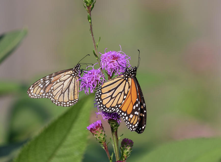 Monarchs 2018-1 Photograph by Thomas Young