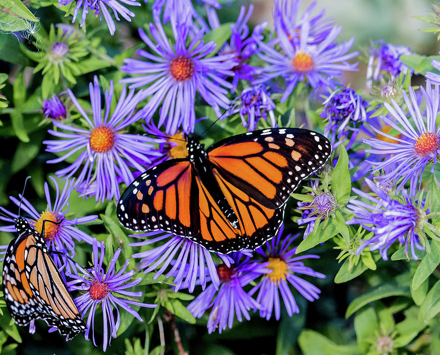 Monarchs and Flowers Photograph by Ken Fullerton