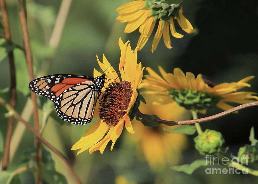 Monarchs And Sunflowers Photograph by Gail Huddle - Fine Art America