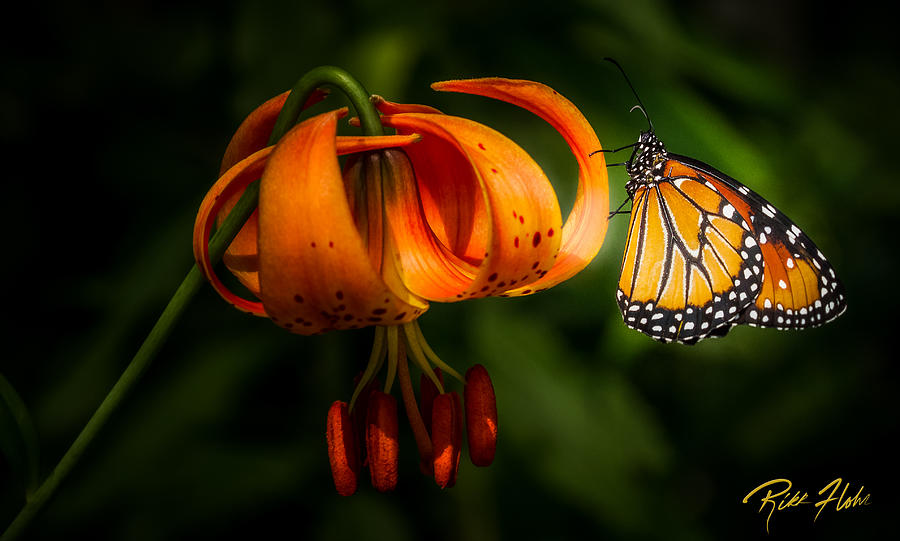 Monarchs and Tiger Lilies Photograph by Rikk Flohr
