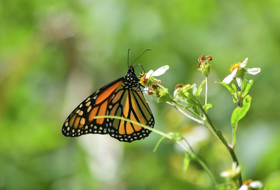 Butterfly Photograph - Monarchs Bring Joy by William Tasker