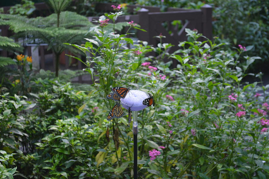 Monarch Butterflies Photograph - Monarchs Feeding by Joe Smiga Monarch Butterflies Photograph - Monarchs Feeding by Joe Smiga
