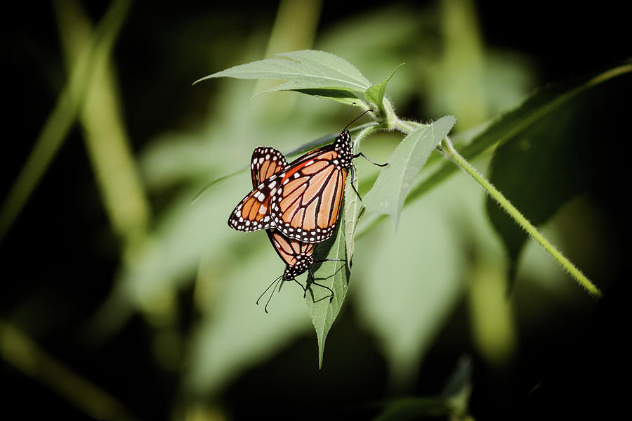 Butterfly Photograph - Monarchs In Love by Dominique Robinson
