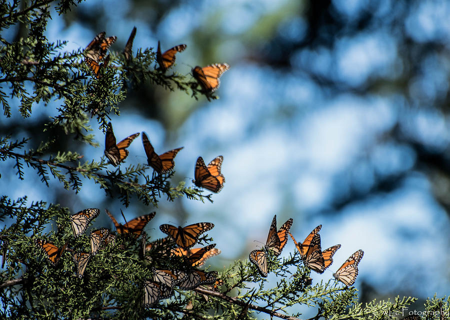 Monarchs in the tree Photograph by Wendy Carrington
