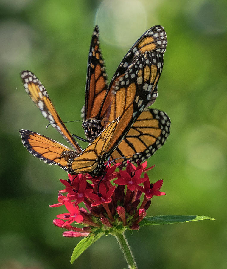 Monarchs Photograph by Jane Luxton