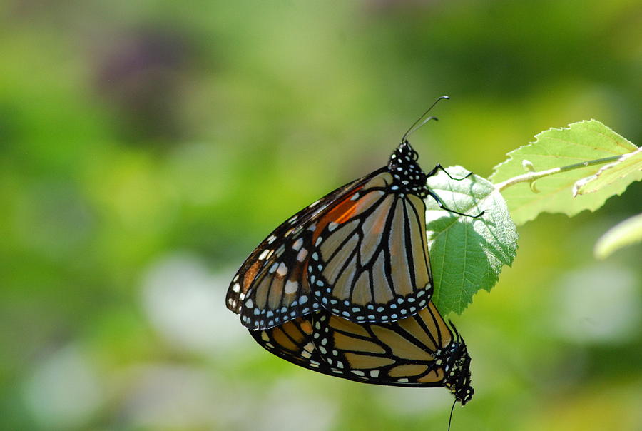 Monarchs Mating Photograph by Ee Photography