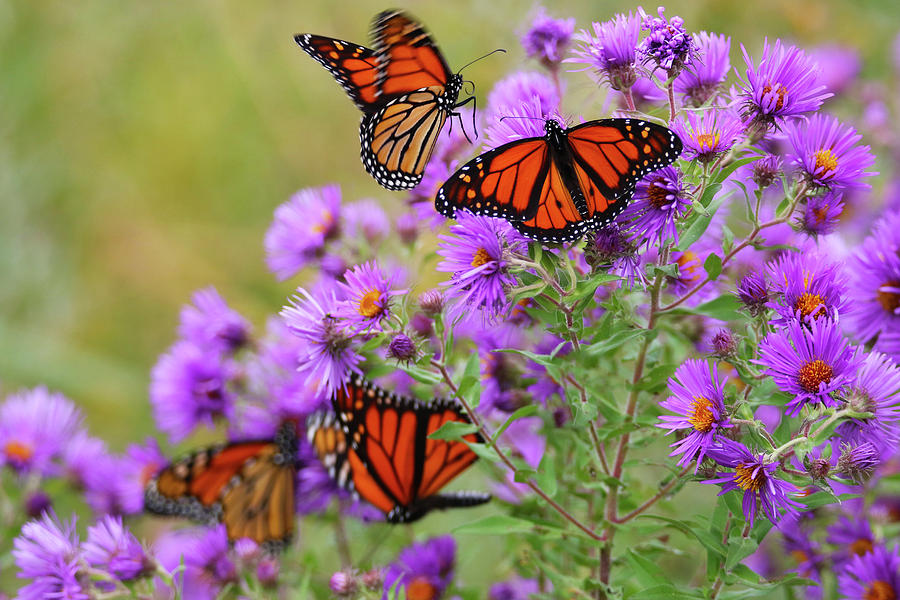 Monarchs On Aster Photograph by Brook Burling