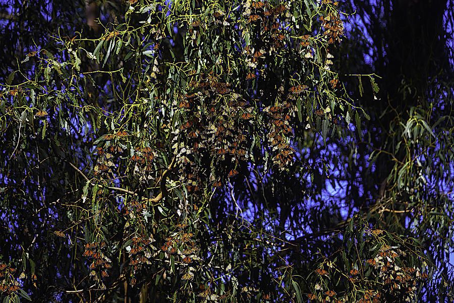 Monarchs On Eucalyptus Trees  Photograph by Garry Gay