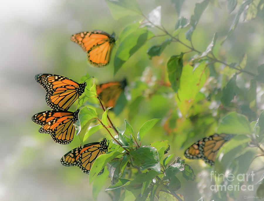 Monarchs On Leaves Photograph