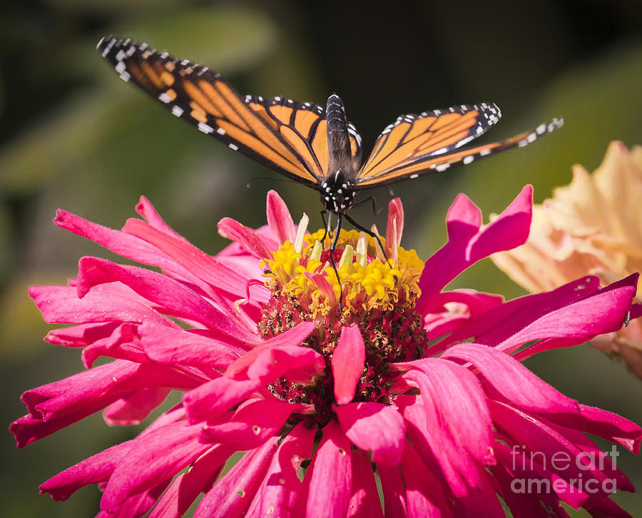 Butterfly Photograph - Monarch on the Last Days of Summer by Ricky L Jones