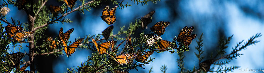 Monarchs Photograph by Wendy Carrington