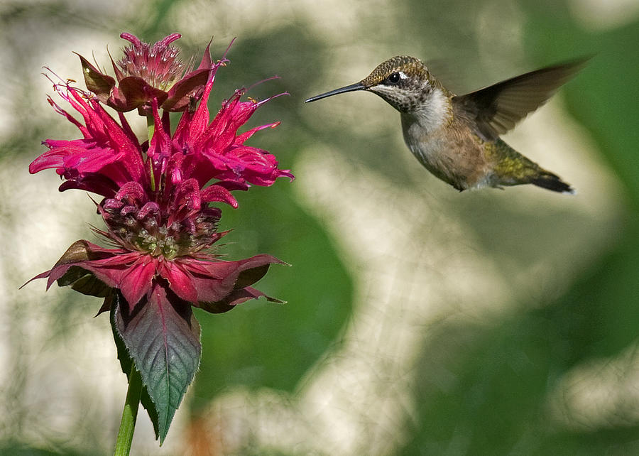 Hummingbird Photograph - Monarda by Bud Hensley