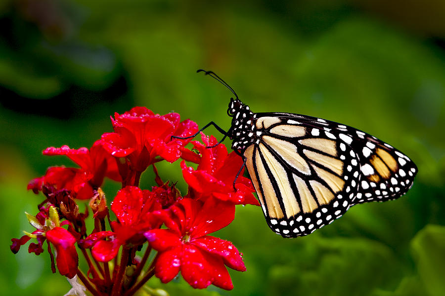 Monarh Butterfly Photograph by Ken Barrett