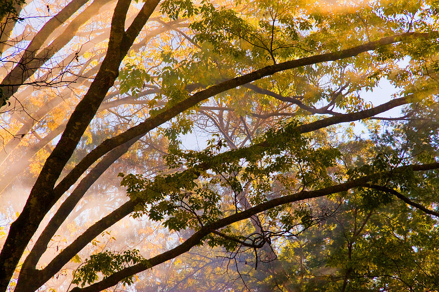 Monchique Autumn Mist 4 Photograph by John McKinlay