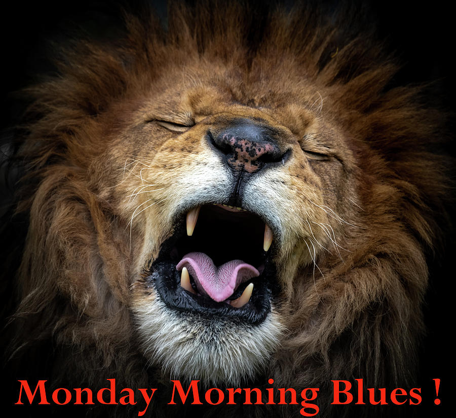 Monday Morning Blues Photograph by Sam Rino