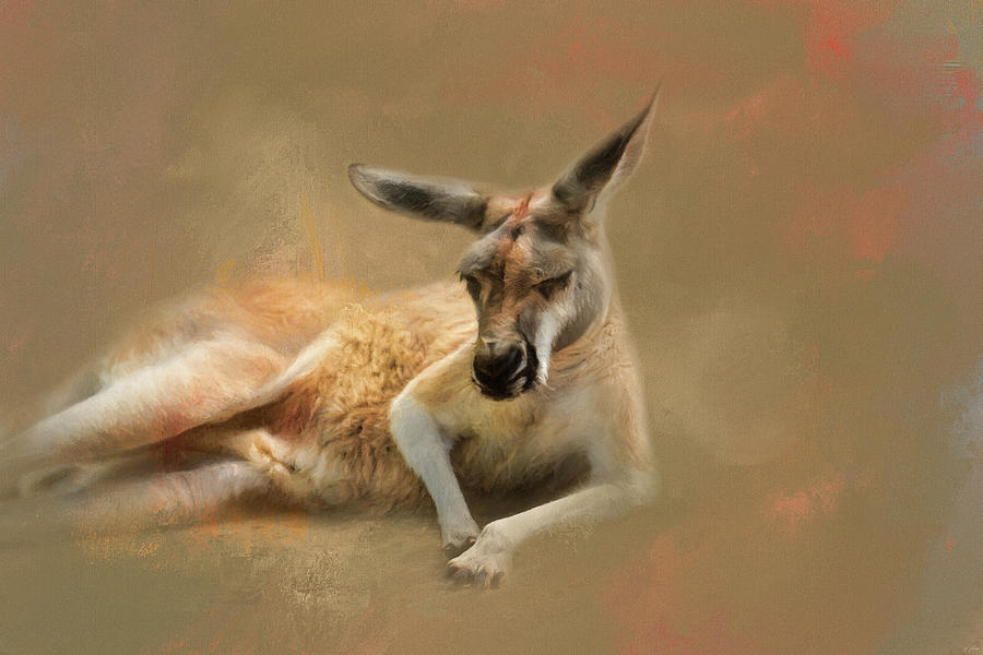 Animal Photograph - Monday Morning Drowsies Kangaroo Art by Jai Johnson