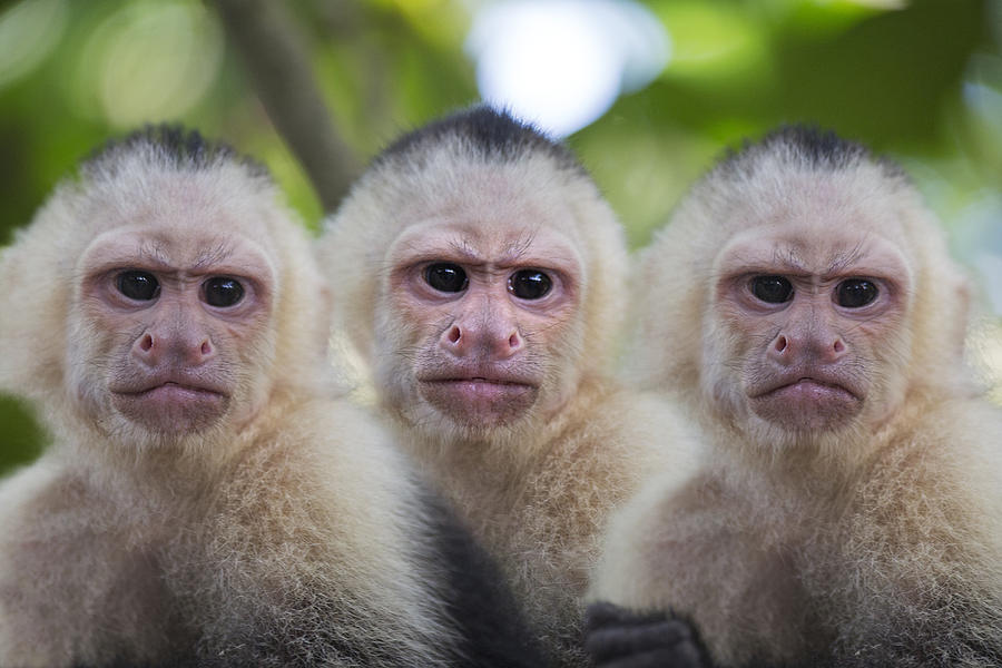 Monkey Photograph - Monday Mornings by Betsy Knapp