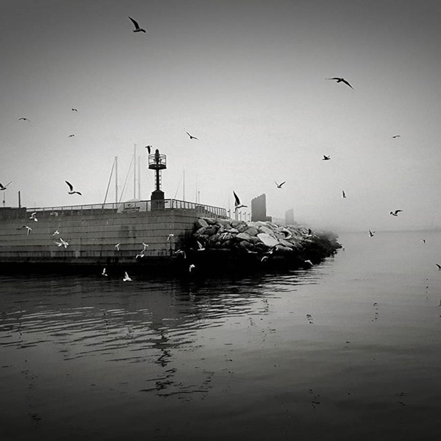 Instagram Photograph - Seagulls by Crinco Lee
