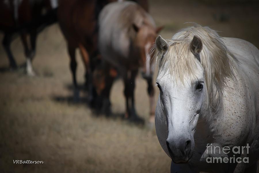 Monero Mustangs Wild Horses Photograph by Veronica Batterson