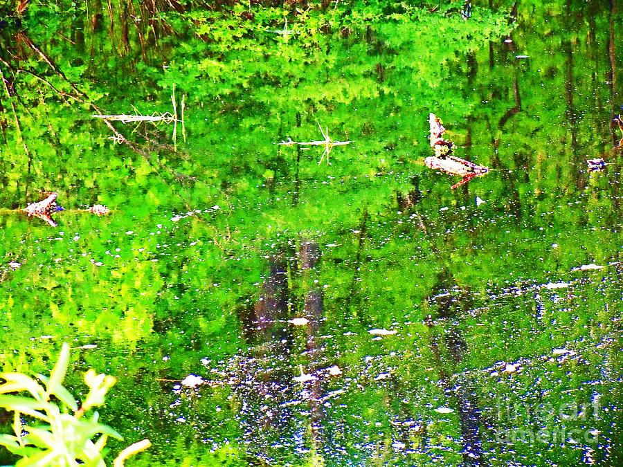 Monet like Pond in the Woods Photograph by David Frederick