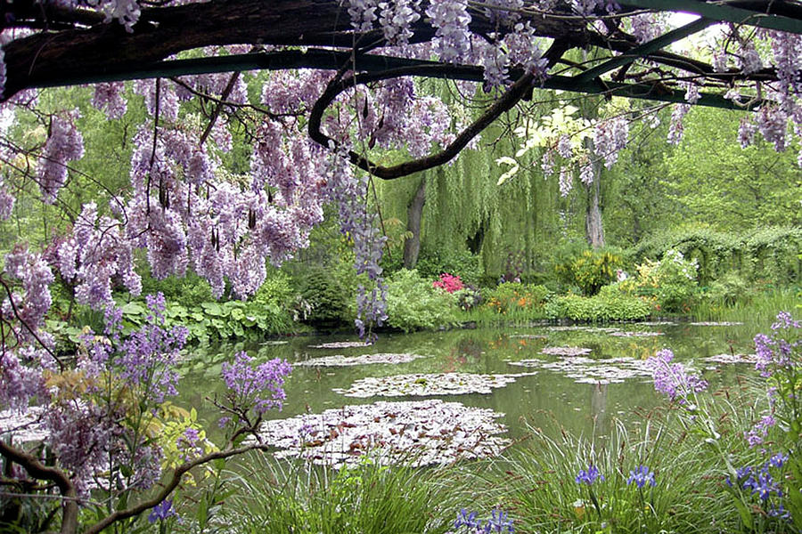 Monet Water Garden Photograph by Nancy Sisco