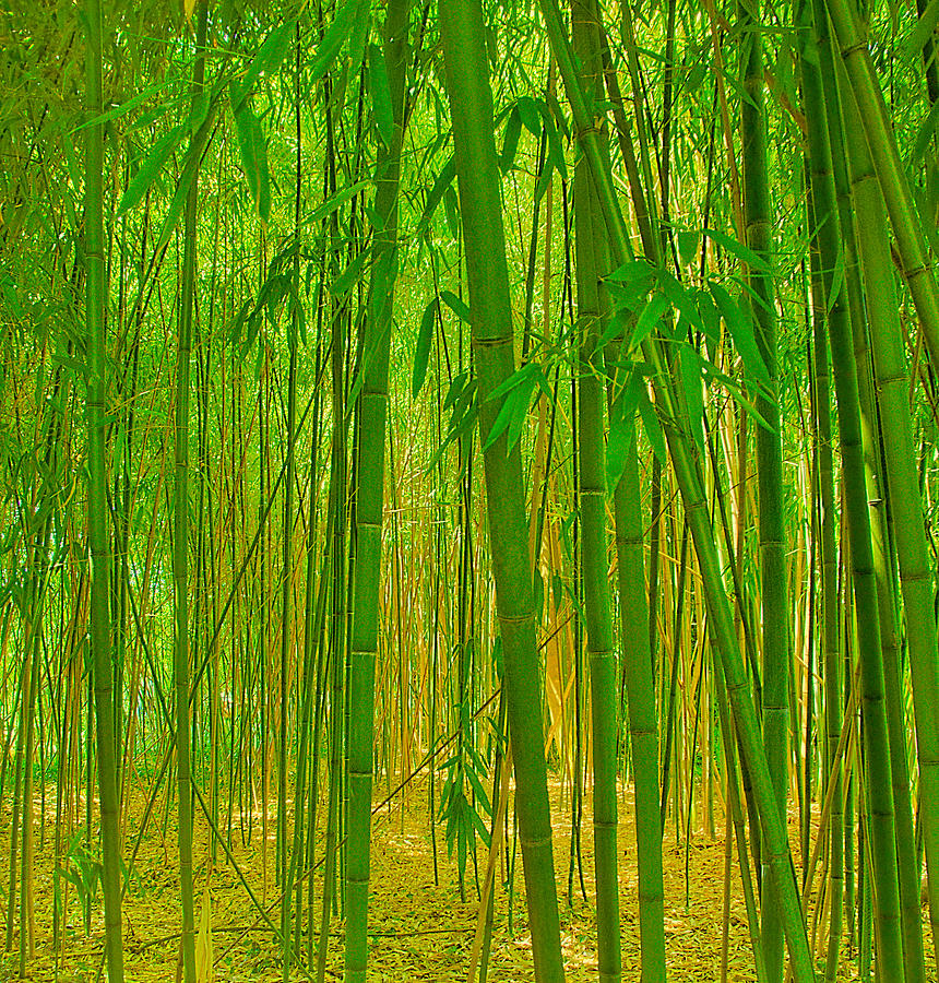 Monets Bamboo Photograph by Steven Maxx