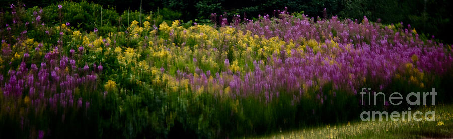 Monets Garden Photograph by Debra Banks