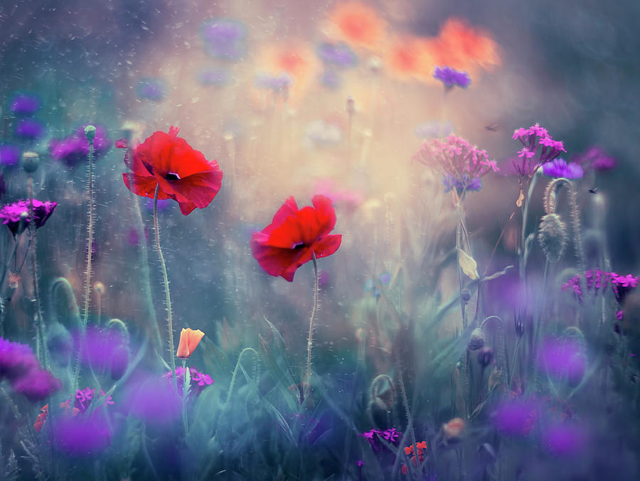 Flower Photograph - Monets Garden- newer version by Magda Bognar