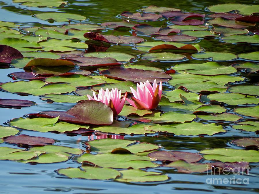 Monets Lilies  Photograph by Aimee Mouw