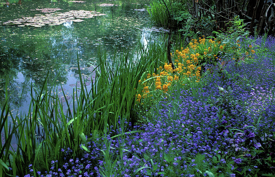 Monets Lily Pond Photograph