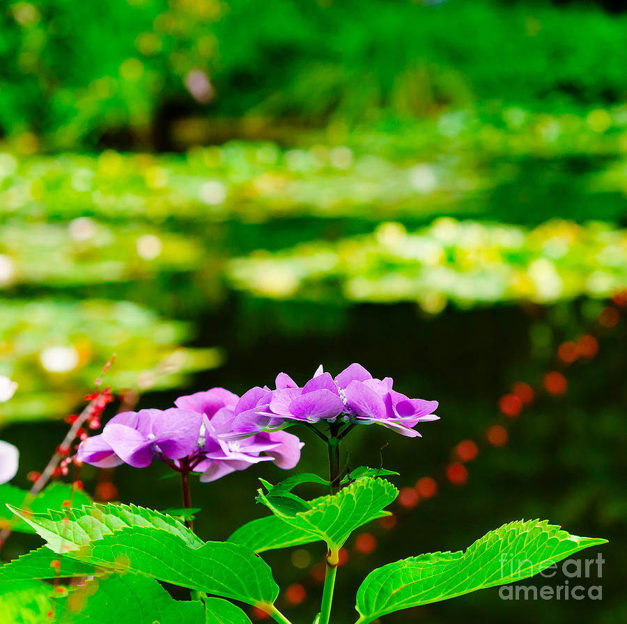 Monets Purple Lace Hydrangeas  Photograph by Mary Jane Armstrong