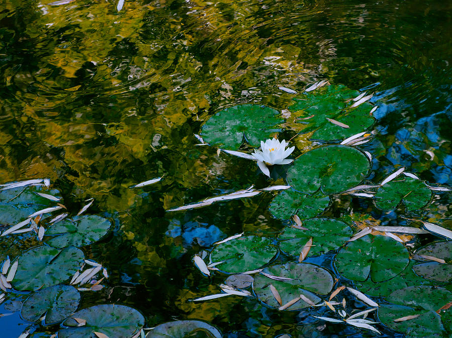 Monets Water Lillies Photograph by Steven Maxx