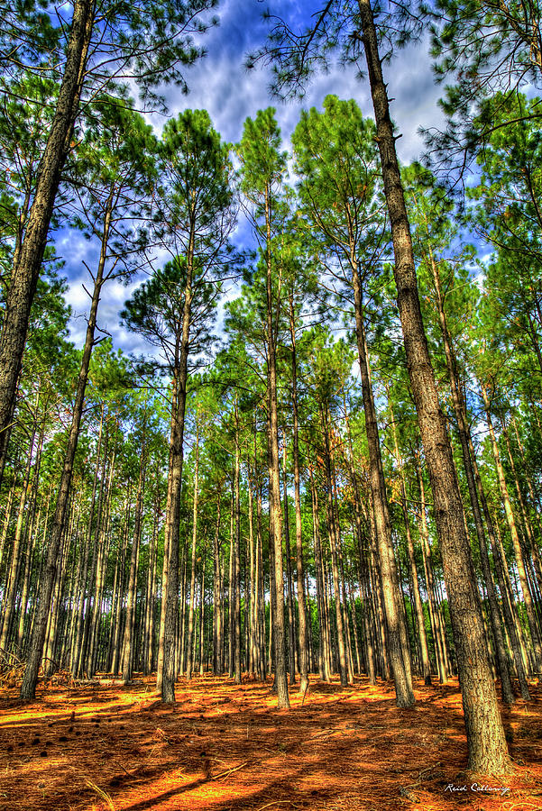 Georgia Forestry Money Growing On Trees Georgia Pine Tree Forest Landscape Art Photograph by Reid Callaway