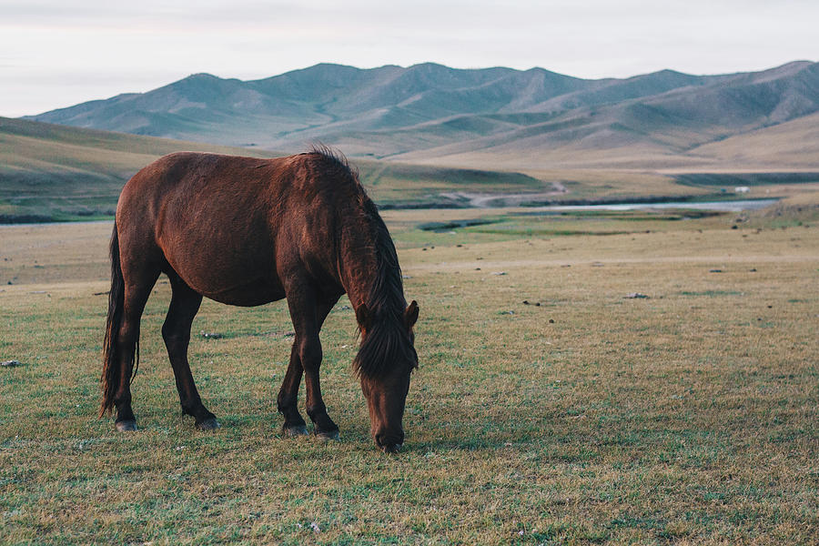Mongolian Horse in the Steppe Photograph by Milan D - Pixels