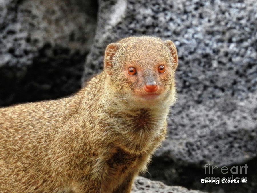 Mongoose Photograph by Bunny Clarke