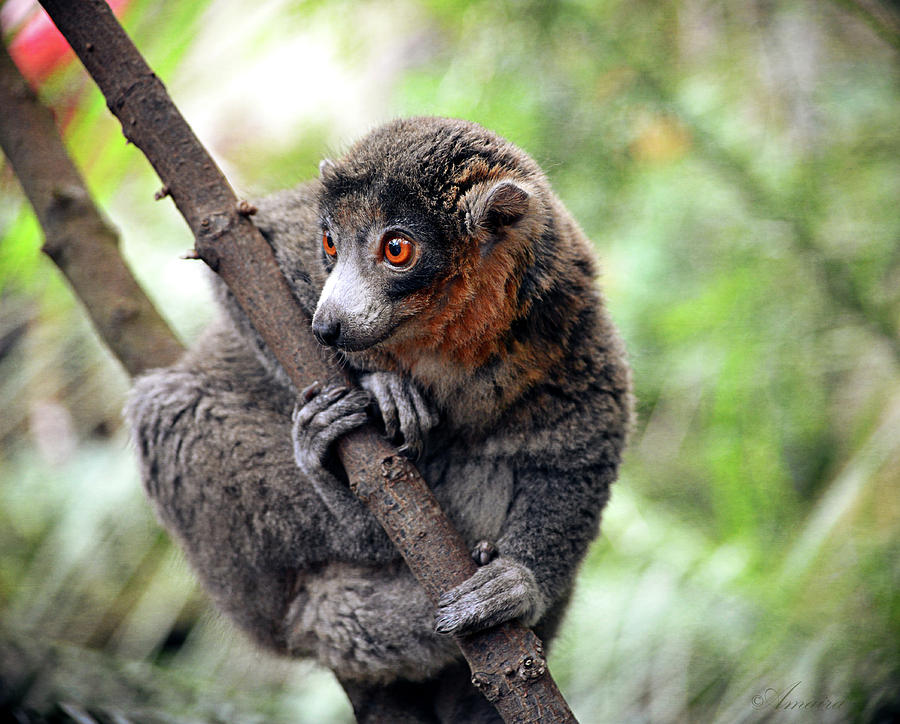 Mongoose Lemur On A Tree  Photograph by Maria Angelica Maira