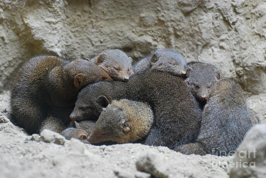 Wildlife Photograph - Mongooses Huddled Together for Warmth by DejaVu Designs