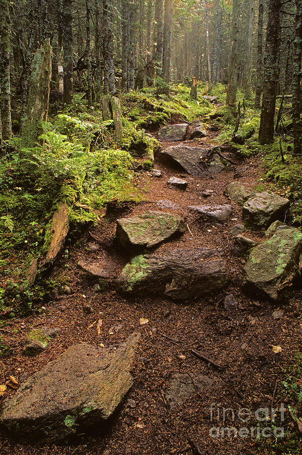 Path on Monhegan Island, Maine Photograph by Kevin Shields