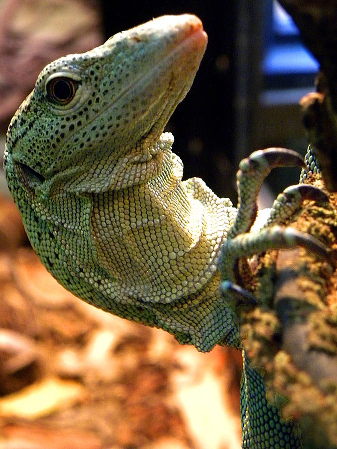 Monitor Lizard 000  Photograph by Christopher Mercer