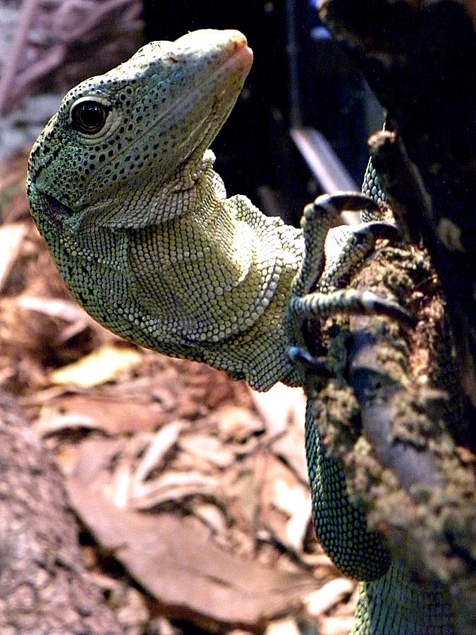 Monitor Lizard 001 Photograph by Christopher Mercer