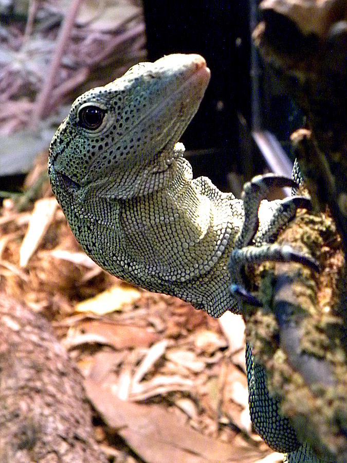 Monitor Lizard 002 Photograph by Christopher Mercer