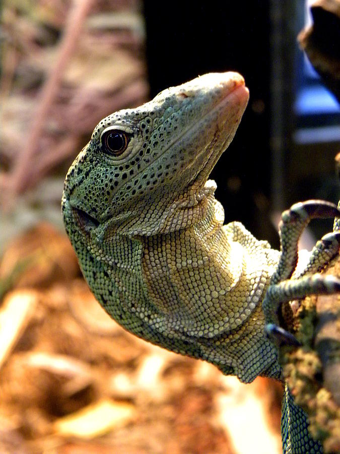 Monitor Lizard 003 Photograph by Christopher Mercer