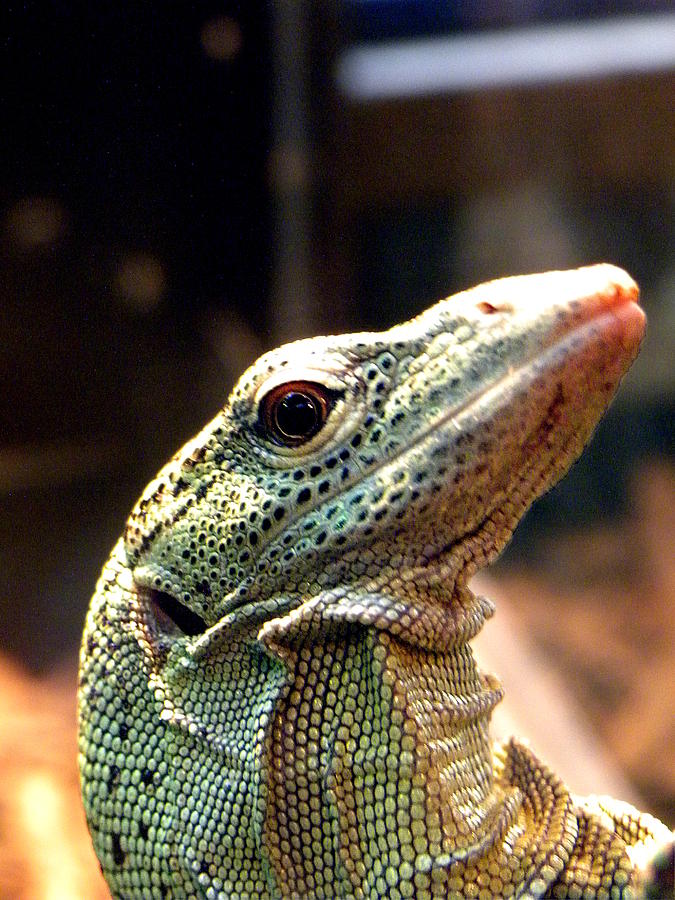 Monitor Lizard Photograph by Christopher Mercer